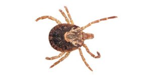 Especies Carrapatos Amblyomma Cajennense